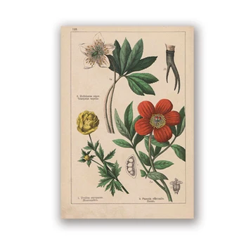Botanični Kolekcije Vintage Plakatov in Fotografij Zelišča Wall Art Slike Doma Stenski Dekor Kraft pape ni uokvirjena