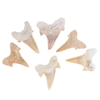 Megalodon Zob Fosilni Morski Pes Zobe Morska Biološka Znanost Poučevanja Vzorec