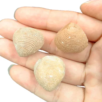Naravni Cvet Koritnice Lupini Fosilnih Morskih Fosilov Kamen Vzorec Devon Obdobje, Znanost Vzorcu 1pc